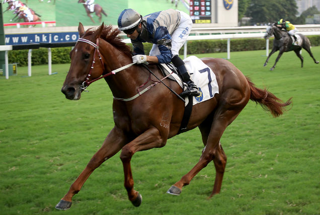 「忠心勇士」將劍指11月17日的馬會短途錦標。